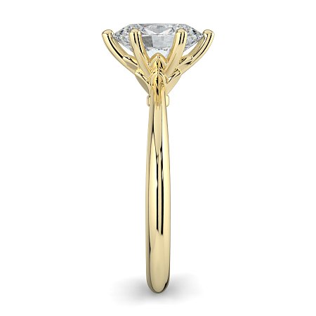 Tulip Petal
