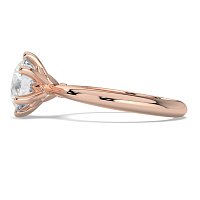 Tulip Petal