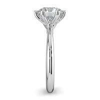 Tulip Petal