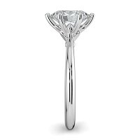 Tulip Petal