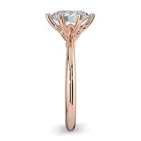 Tulip Petal