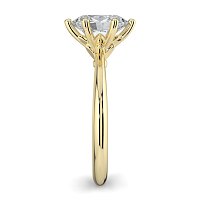 Tulip Petal
