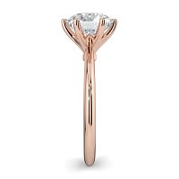 Tulip Petal