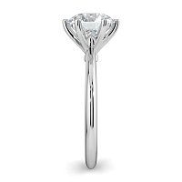 Tulip Petal