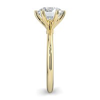 Tulip Petal